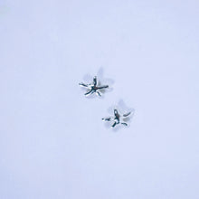 Load image into Gallery viewer, Blue Finger Starfish Studs